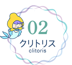 02 クリトリス（clitoris）